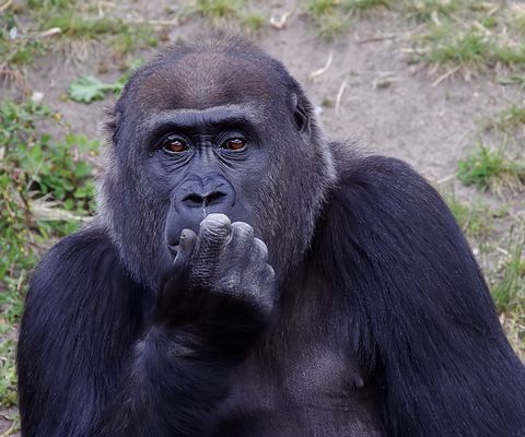 Djambala in Denkerpose