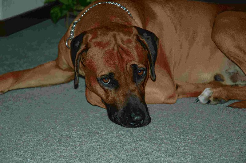 Djambo Rhodesian Ridgeback