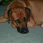 Djambo Rhodesian Ridgeback