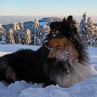 Django beim Wintersport