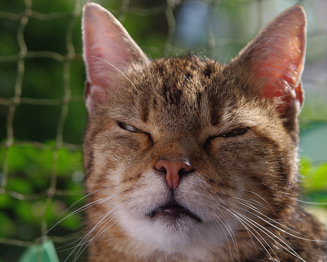 DJANGO ZAHLT HEUTE NICHT! Foto & Bild tiere, haustiere, katzen Bilder auf