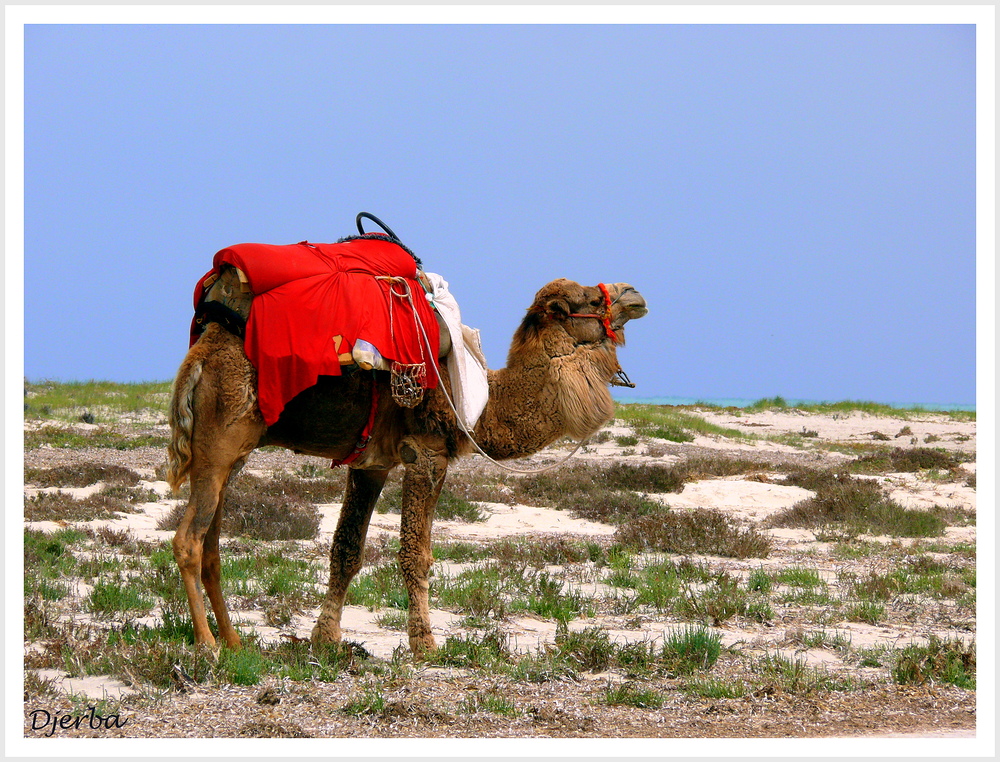 Djerba