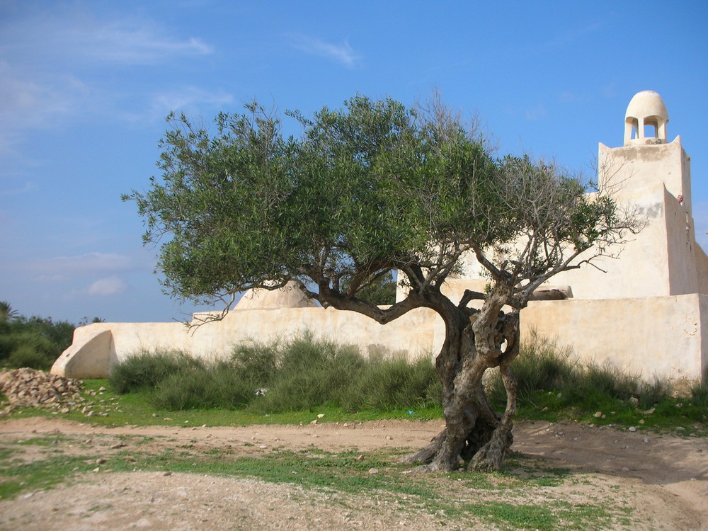 Djerba - Olivenbaum und Moschee