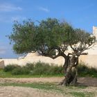 Djerba - Olivenbaum und Moschee