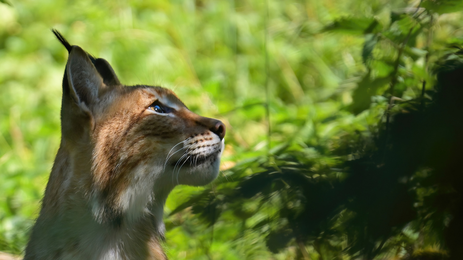 DLuchs portrait 