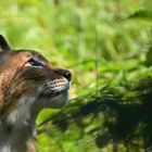 DLuchs portrait 