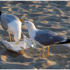 Dîner en tête à tête sur la plage au soleil couchant