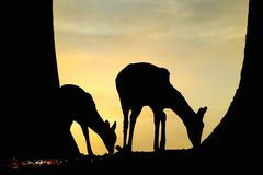 Dîner pour deux ...