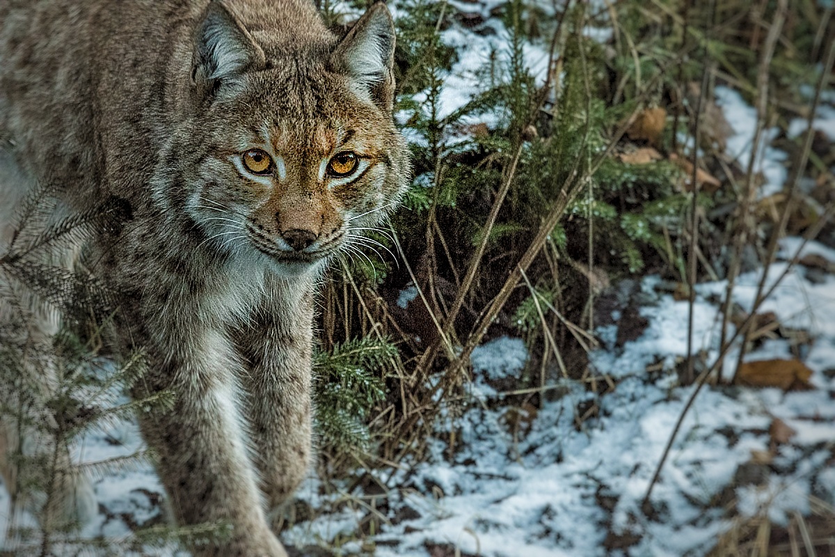 _DNF4384Luchs im Nationalpark Bayerischer Wald