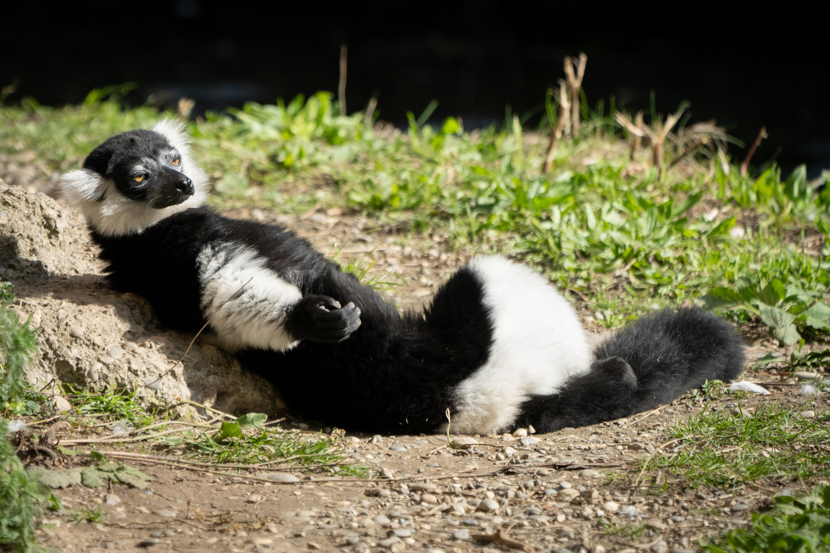 do it like the Lemur - just chillin and stay cool