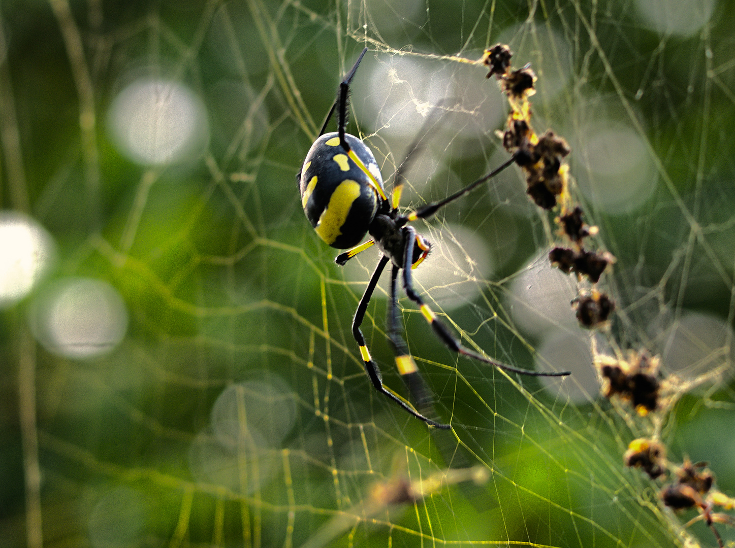 do it yourself - selbst ist die Spinne