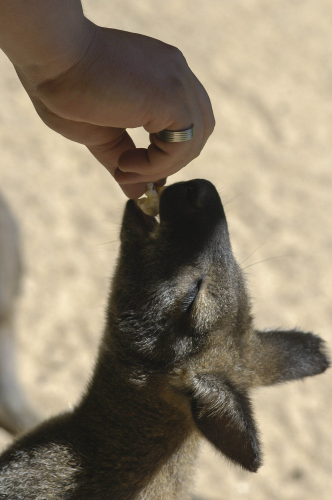 Do kangaroos eat popcorn?