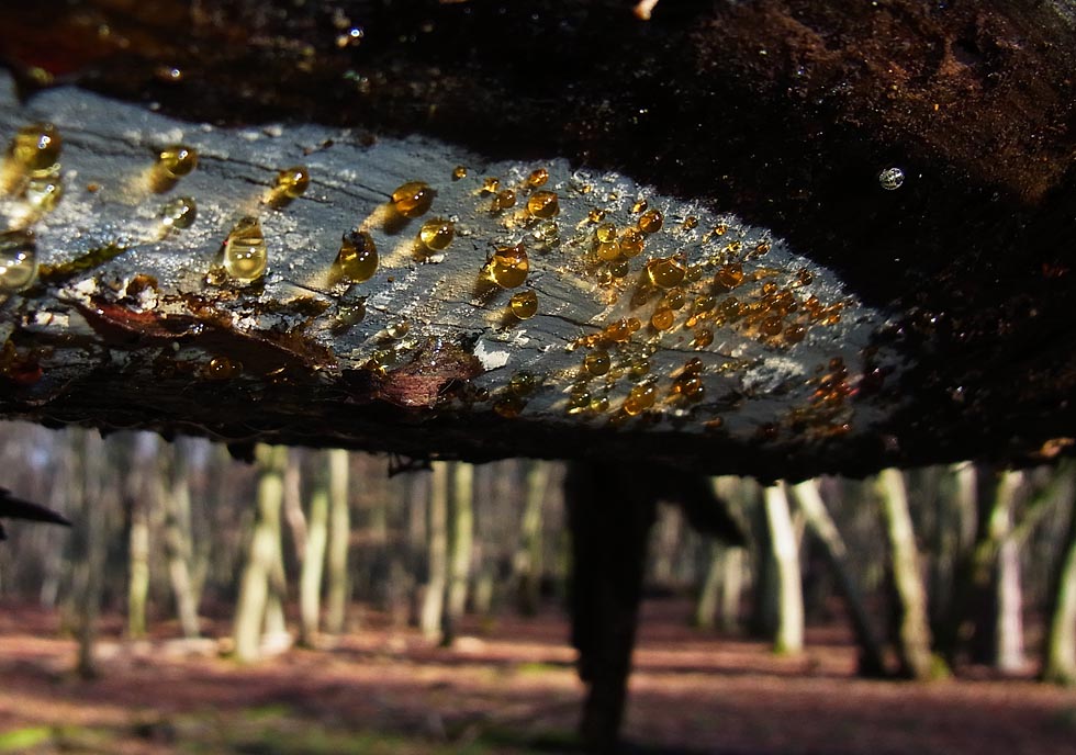 Do. mit Durchblick: Guttationstropfen