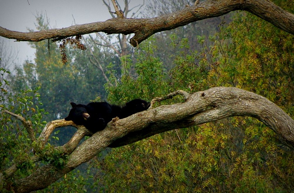 " Do not Disturb " de Tialanne 