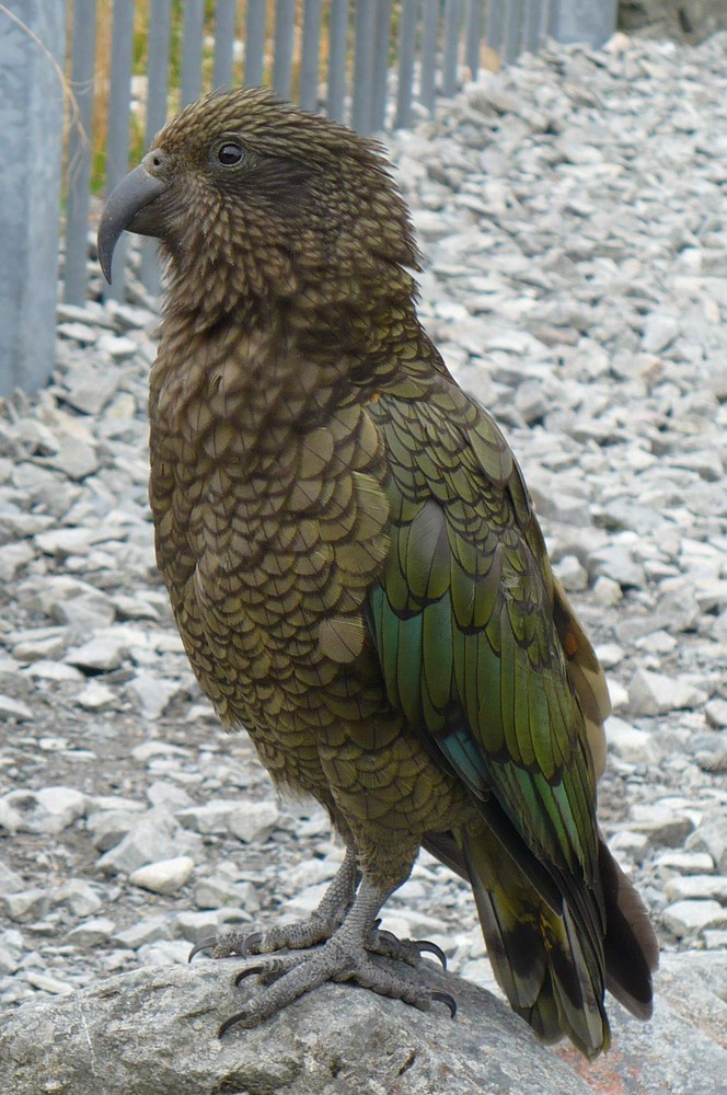 "Do not feed the Kea"