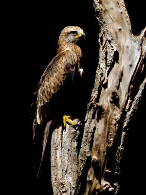 Do not stand in the shadow P7051509