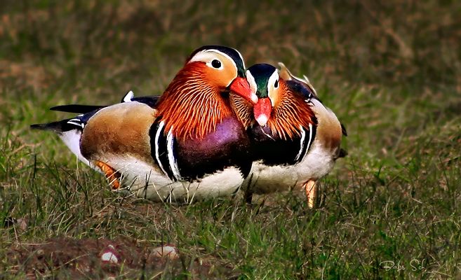 Do the two mandarin ducks