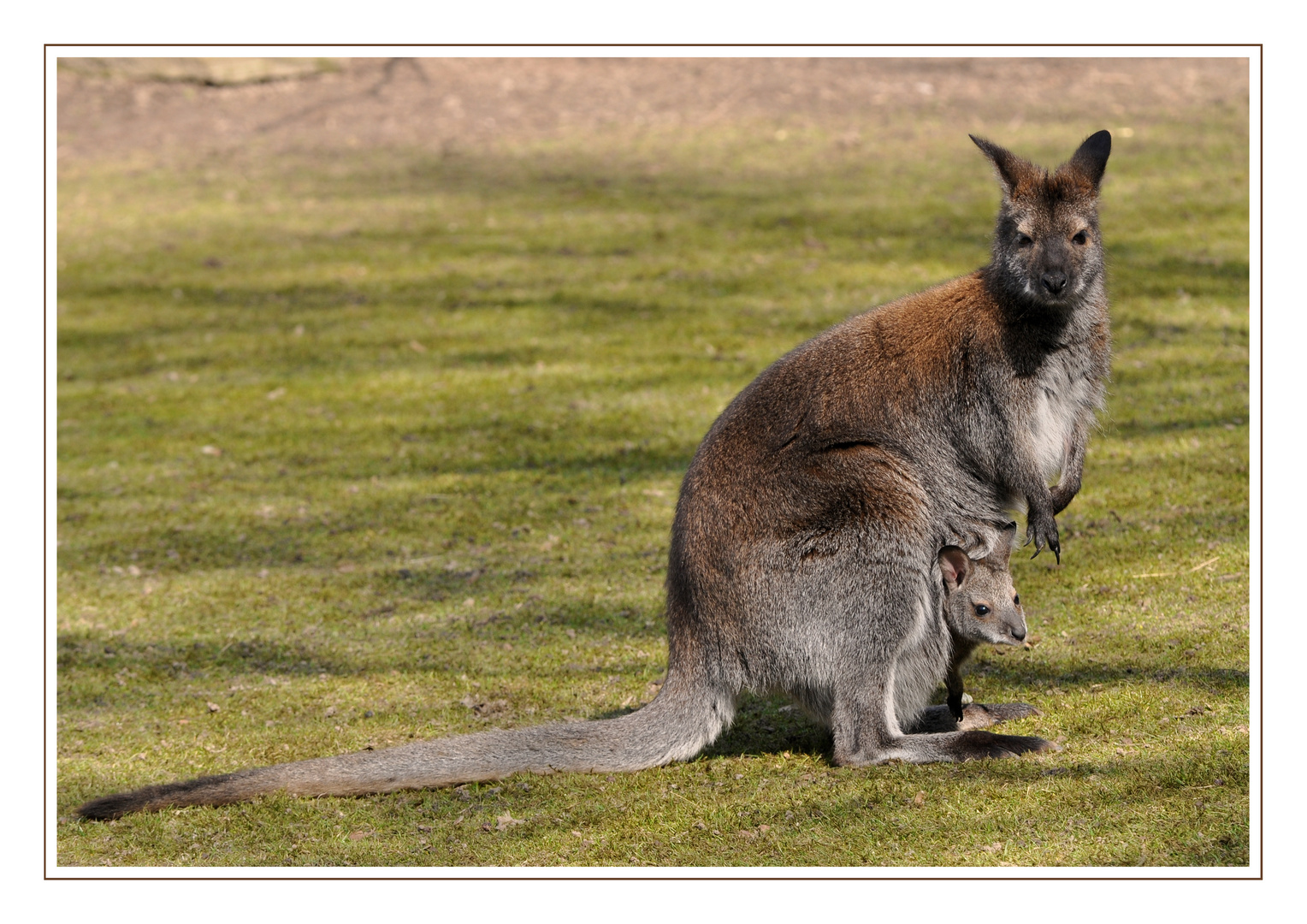 Do you come from a land down under?