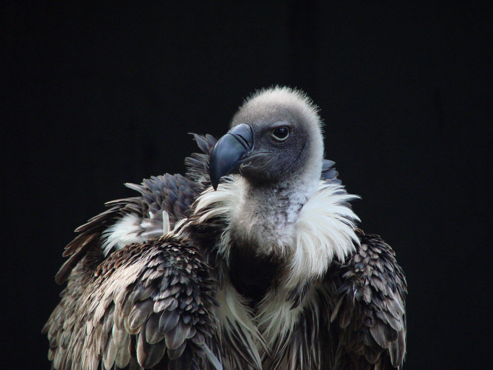 do you like vulture`s?