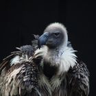 do you like vulture`s?