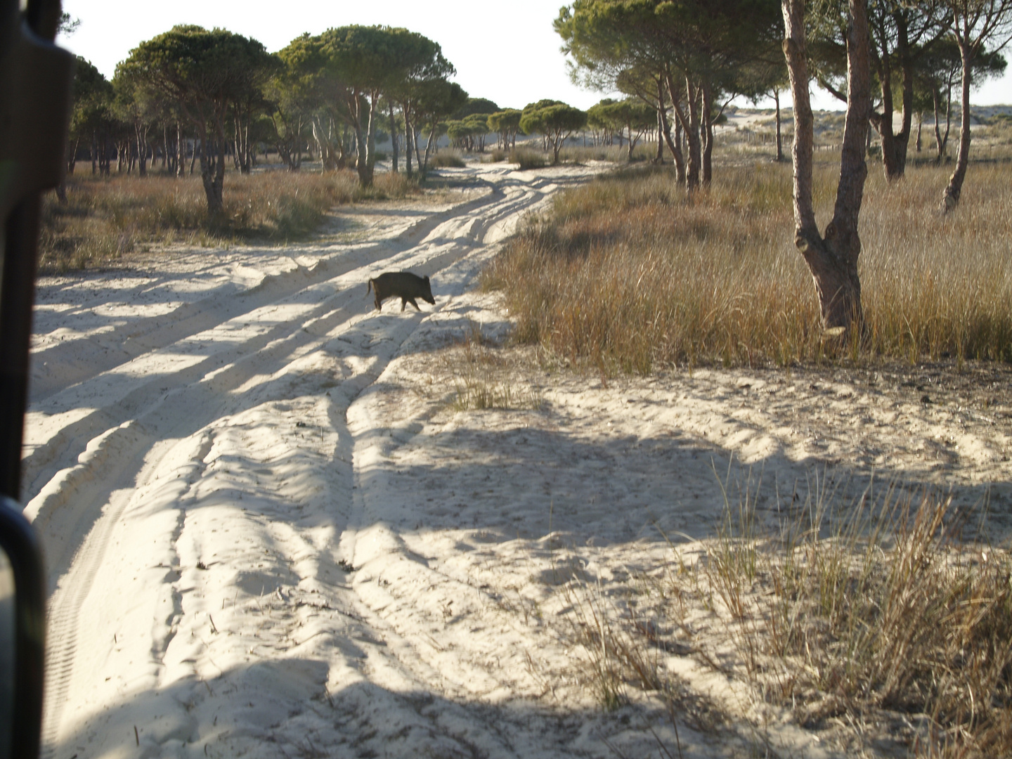 doñana