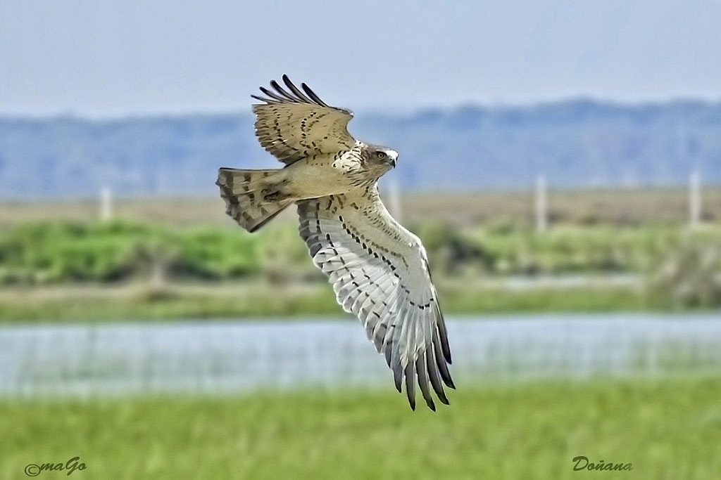 Doñana