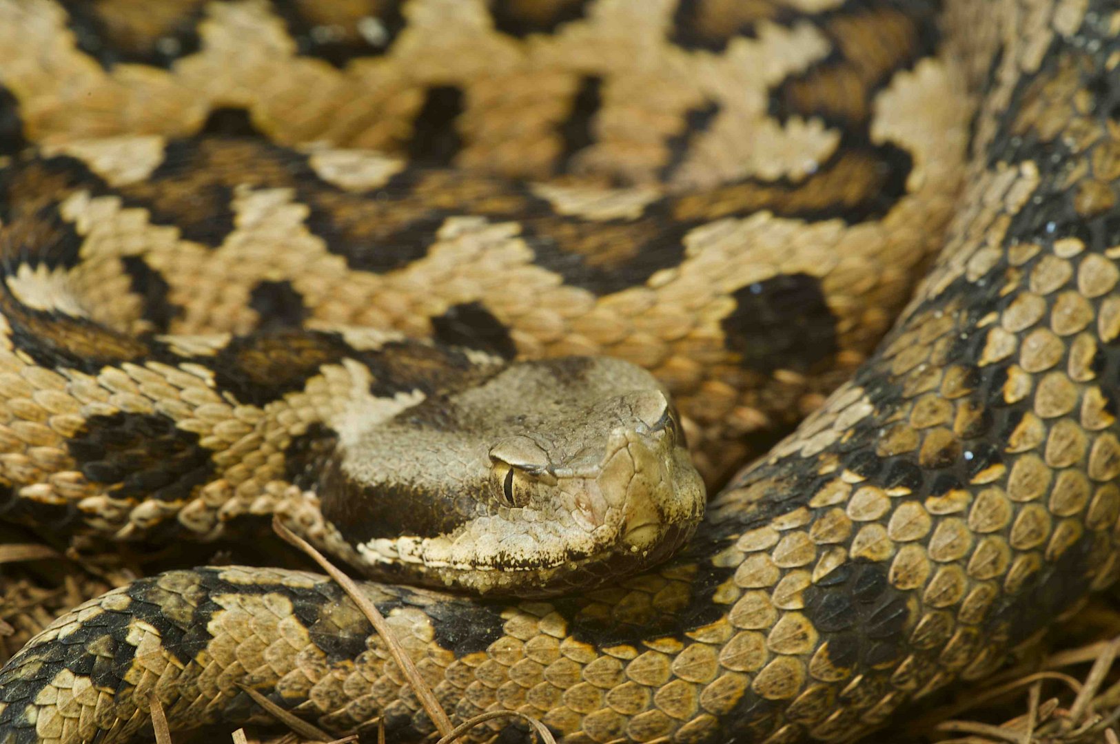 Doñana-Viper ,Männchen