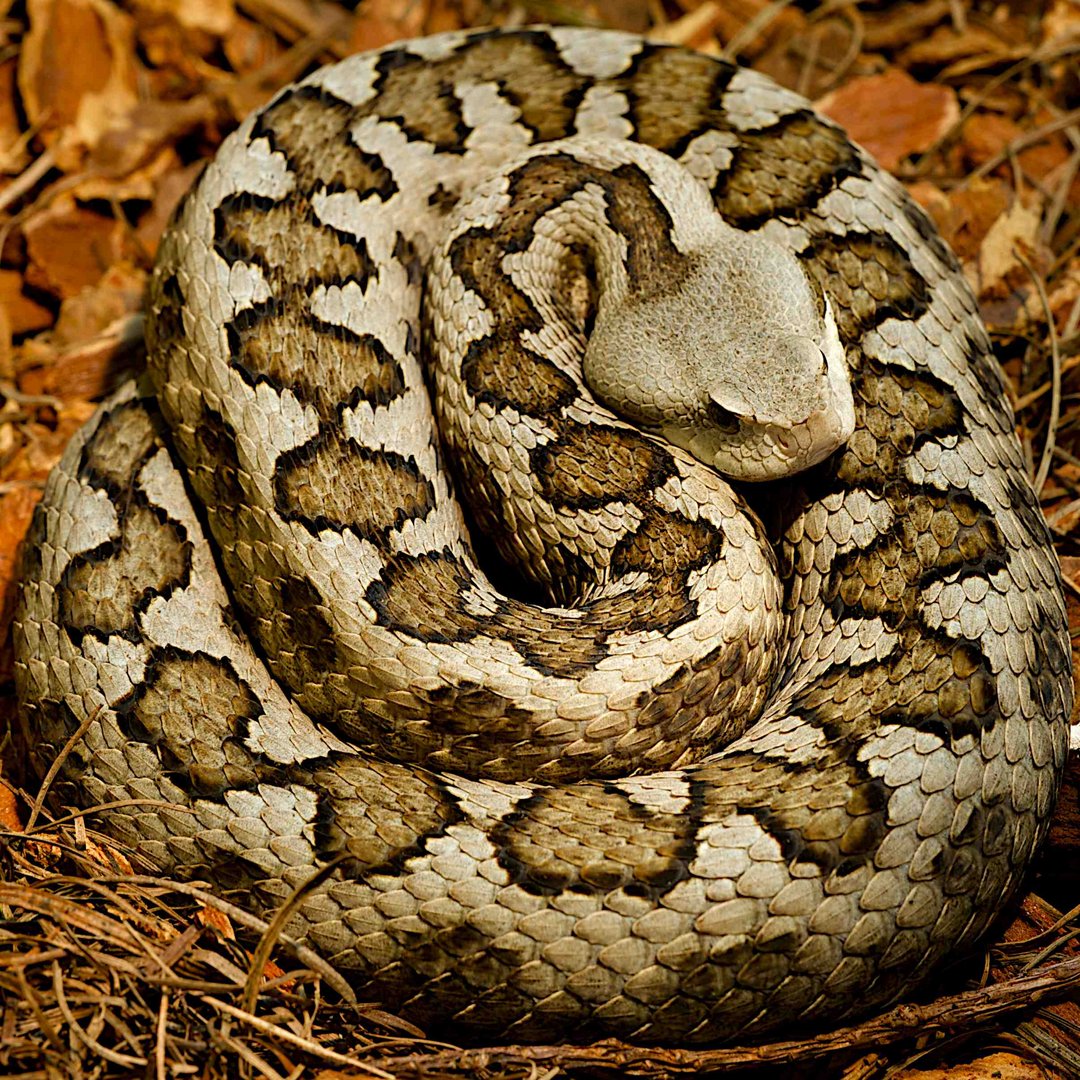 Doñana-Viper,Weibchen