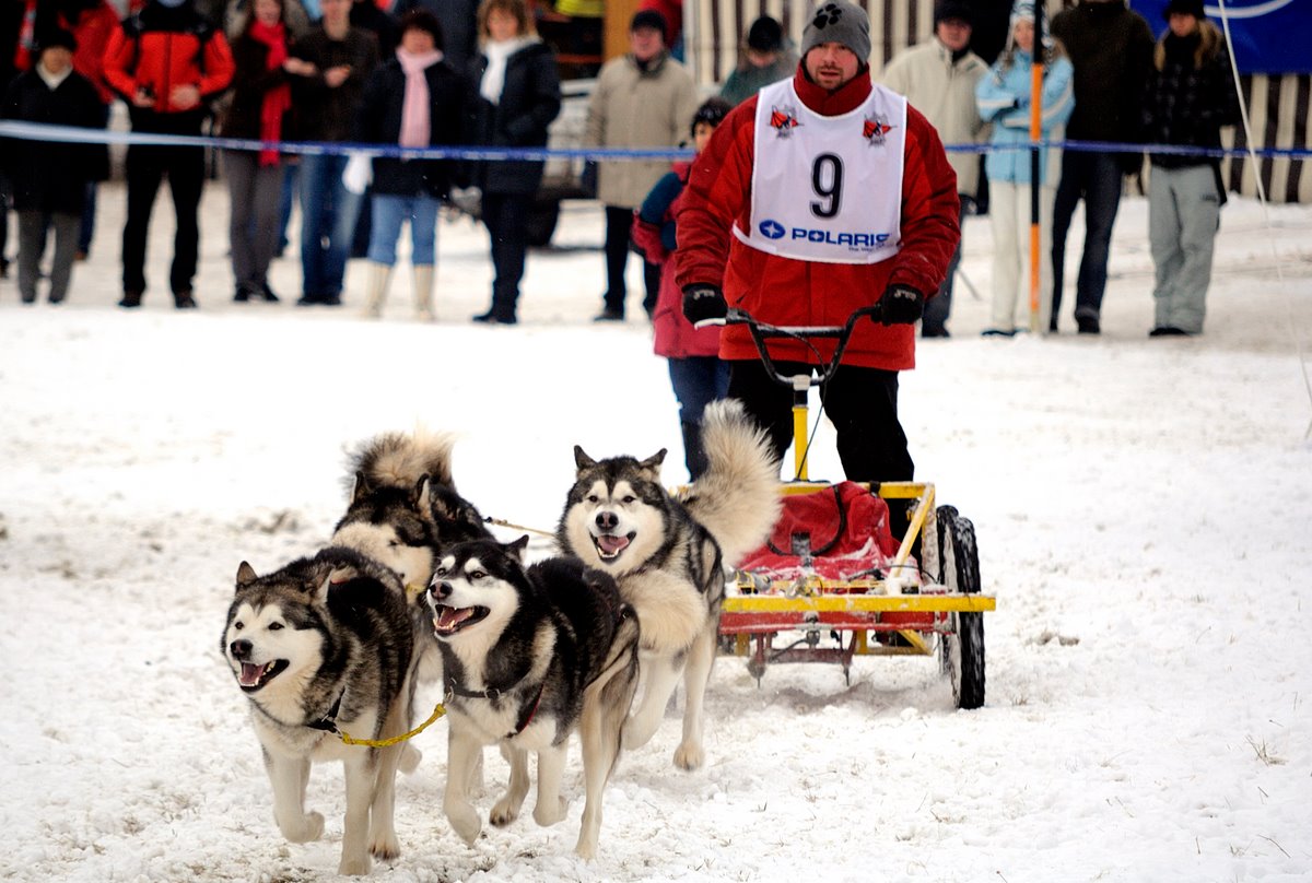 Dobel 2009 Schlittenhunderennen #4