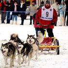 Dobel 2009 Schlittenhunderennen #4