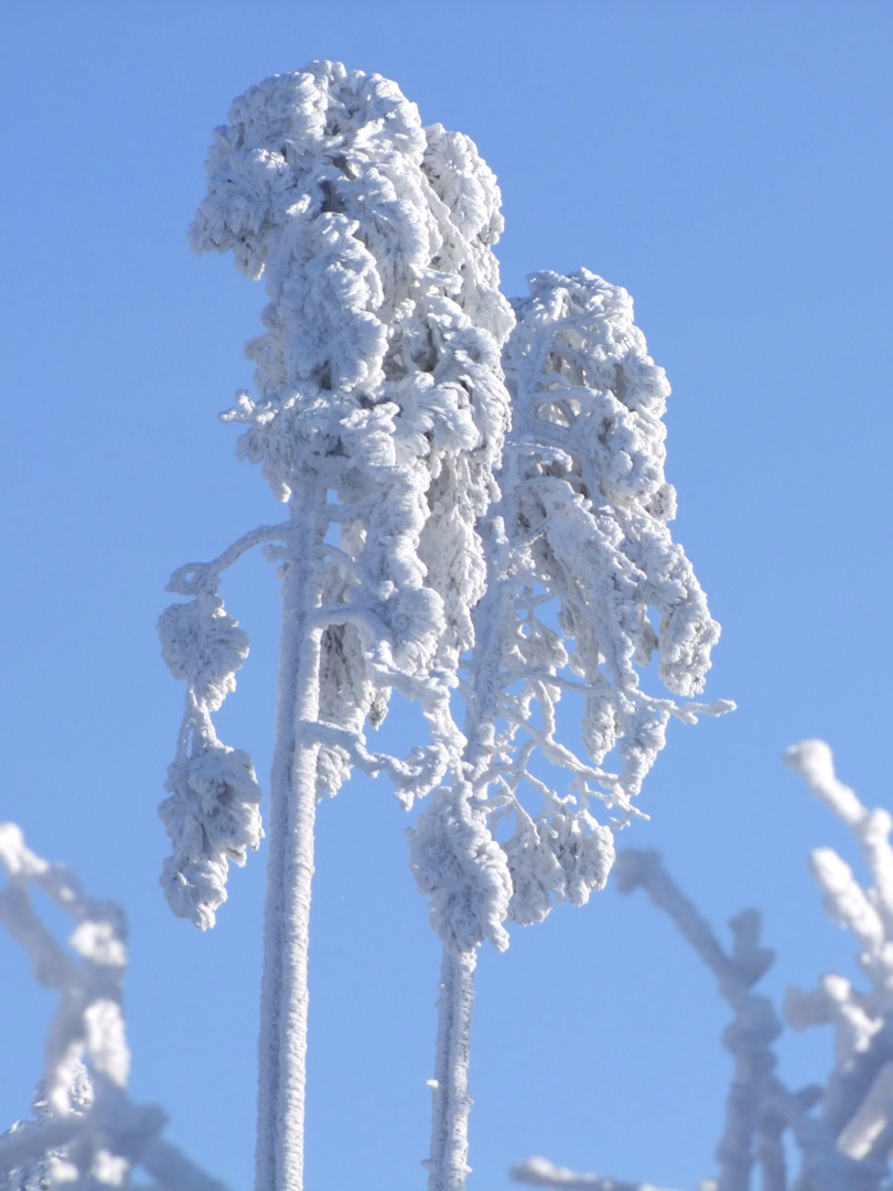 Dobel, Nordschwarzwald, nicht Alaska