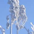 Dobel, Nordschwarzwald, nicht Alaska