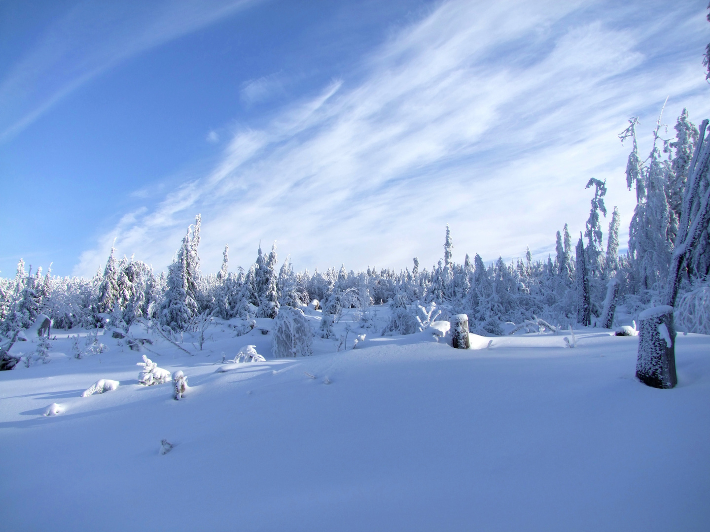 Dobel, Nordschwarzwald, nicht in Alaska