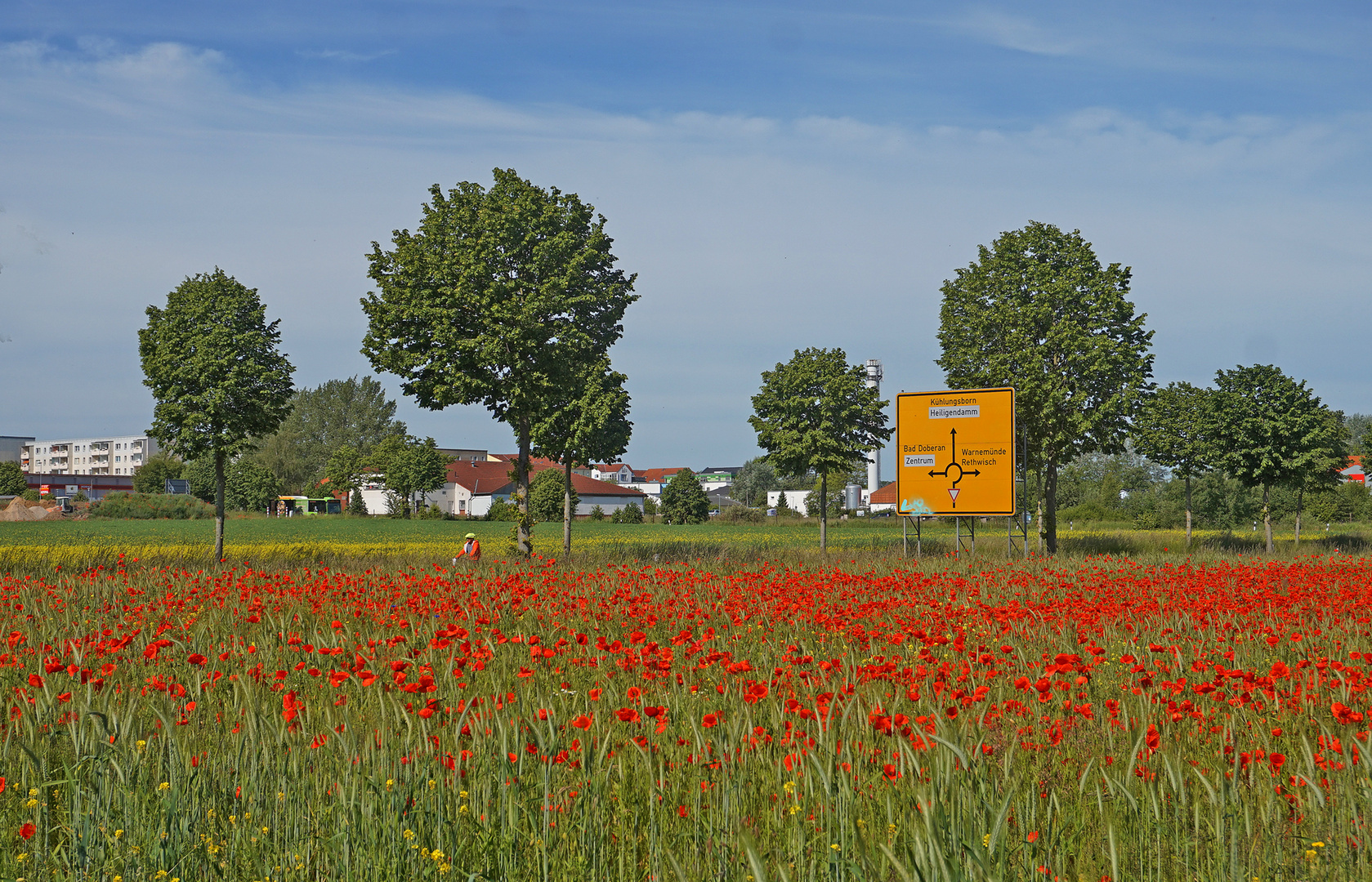 Doberan empfängt mit dem Mohn !