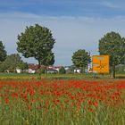 Doberan empfängt mit dem Mohn !