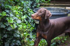 Doberfrau Aleiga