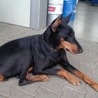 Doberle Sina