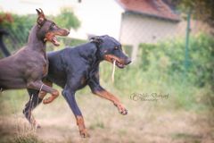 Dobermänner