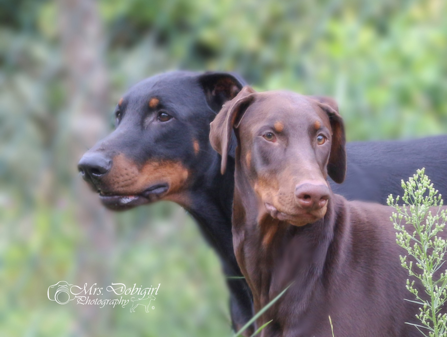 Dobermänner