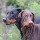 Dobermänner