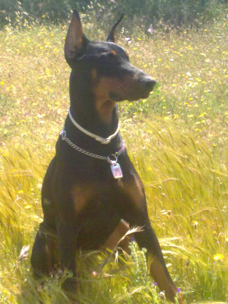 DOBERMAN DRAKO DE ALDECOX JAMBO