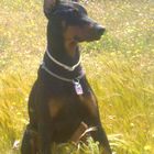 DOBERMAN DRAKO DE ALDECOX JAMBO