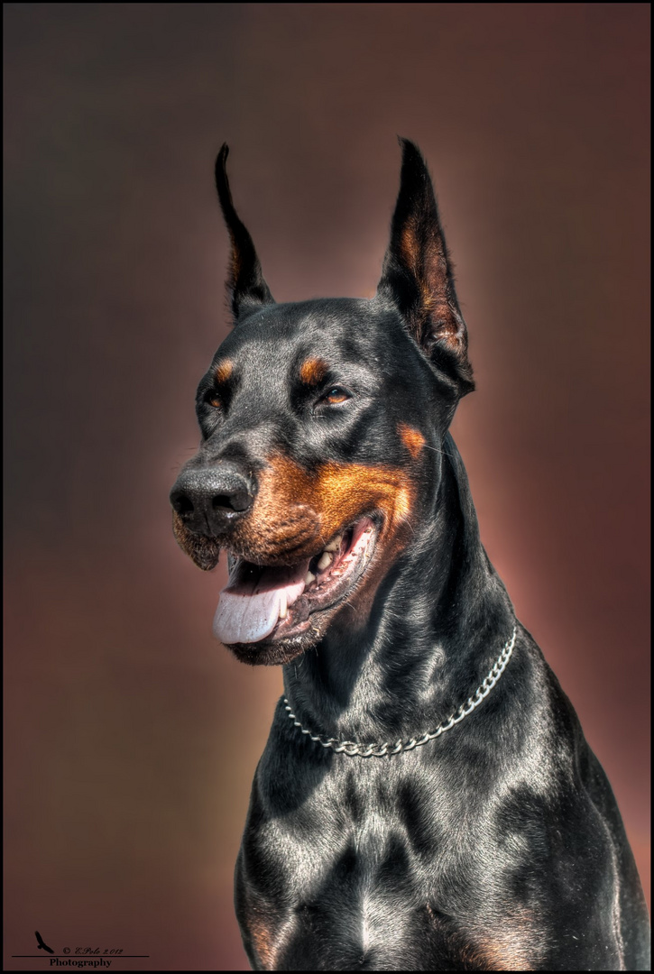 Doberman