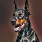 Doberman