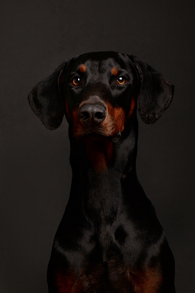 *Doberman girl Anouk*