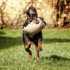 Doberman in Action