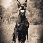 Doberman Portrait