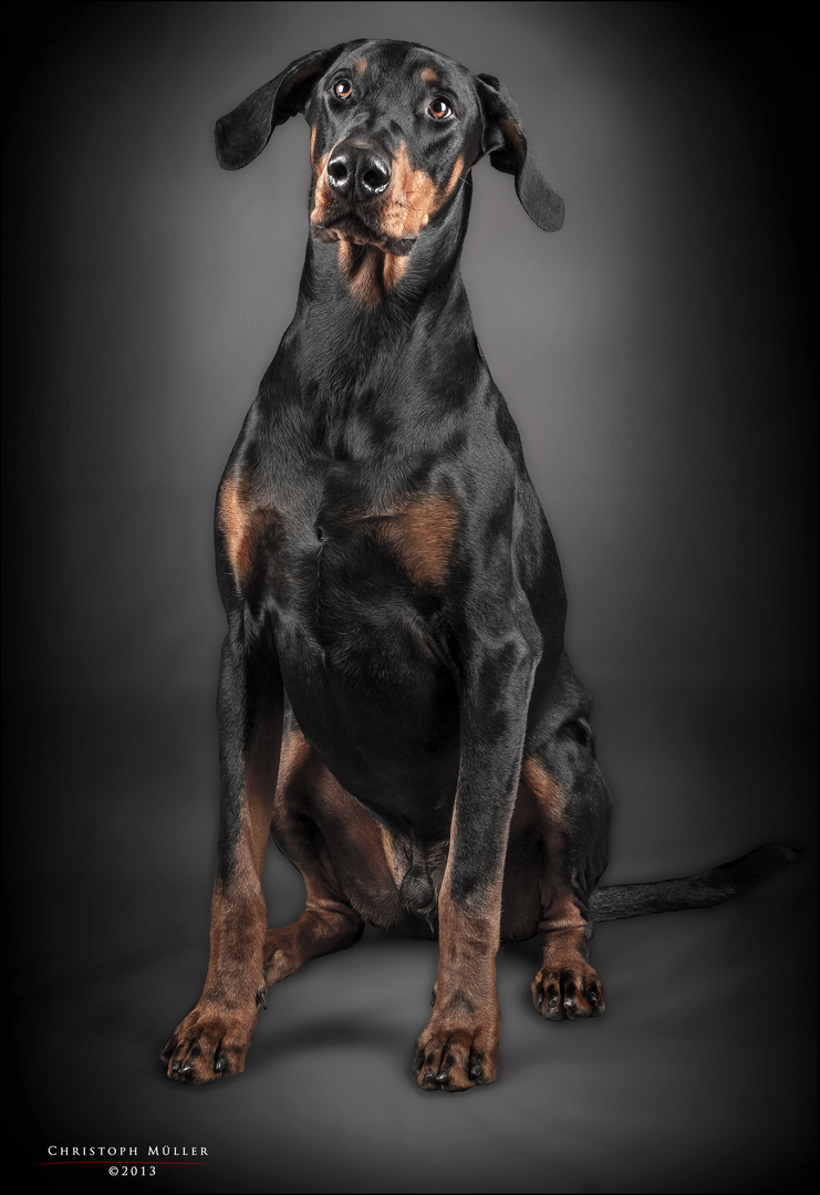 Doberman Portrait