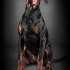 Doberman Portrait