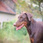 Dobermann